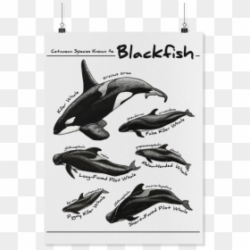 Types Of Blackfish Dolphins, HD Png Download - whales png