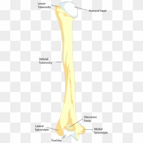 Olecranon Fossa, HD Png Download - real bone png