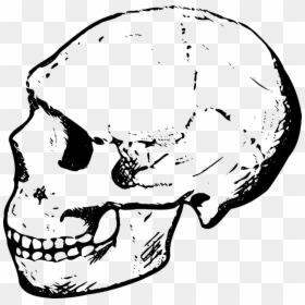 Human Skull Clipart Black And White, HD Png Download - real bone png