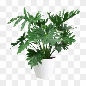 Selloum Houseplant Medium Chelsea - Philodendron Png, Transparent Png - philodendron png