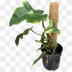 Transparent Philodendron Png - Philodendron Squamiferum, Png Download - philodendron png