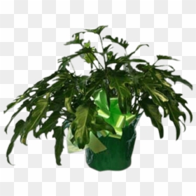 Fiddle Leaf Philodendron, HD Png Download - philodendron png