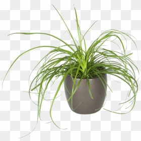 Transparent Philodendron Png - Houseplant, Png Download - philodendron png