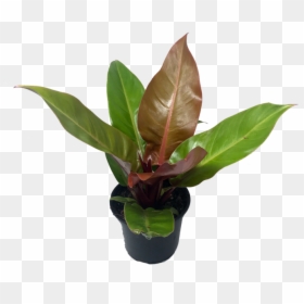 Flowerpot, HD Png Download - philodendron png