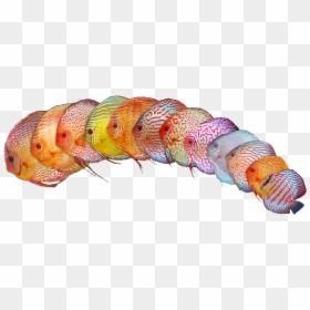 Transparent Peces Png - Thiên Đường Cá Cảnh, Png Download - peces png