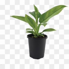 Flowerpot, HD Png Download - philodendron png