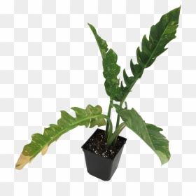 Philodendron Png, Transparent Png - philodendron png