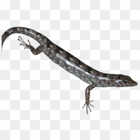 Transparent Reptiles Png - Scincella, Png Download - reptiles png