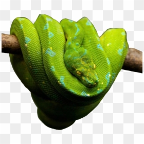 Snake Snakes Snakeu Reptiles Reptile Green Freetoedit - Love Snakes, HD Png Download - reptiles png