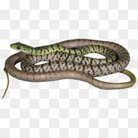 How Would This Information About Snakes And Reptiles - Smooth Earth Snake, HD Png Download - reptiles png