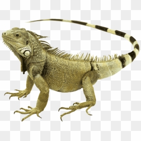 Iguana - Iguana Png, Transparent Png - reptiles png