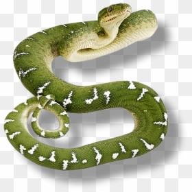 Transparent Background Snake Png, Png Download - reptiles png