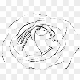 Art,monochrome Photography,artwork - Sketch, HD Png Download - rose clipart black and white png