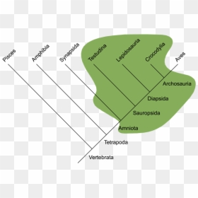 Traditional Reptilia - Repteis Evolução, HD Png Download - reptiles png