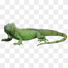 #iguana #lizard #lizards #reptile #reptiles #terrieasterly - Iguana Png, Transparent Png - reptiles png