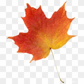 Transparent Orange Leaf Png - Autumn Leaf Transparent Background, Png Download - orange leaf png