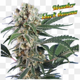 Flower, HD Png Download - weed bud png