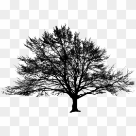 American Larch,white Pine,plant - Oak, HD Png Download - pine branches png