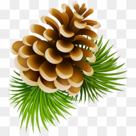 Holidays Clipart Pinecone - Cartoon Clipart Pine Cones, HD Png Download - pine branches png