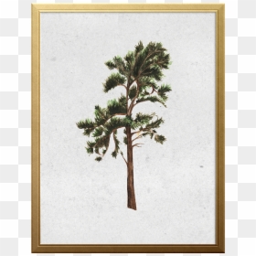 Mexican Pinyon, HD Png Download - pine branches png
