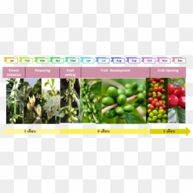 Coffee Plant Png -the Growth Of Coffee Tree - Coffee And Fruit Development, Transparent Png - coffee plant png