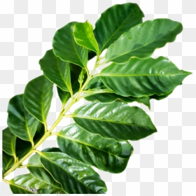Transparent Tea Leaf Png - Leaves Coffee Plant Png, Png Download - coffee plant png