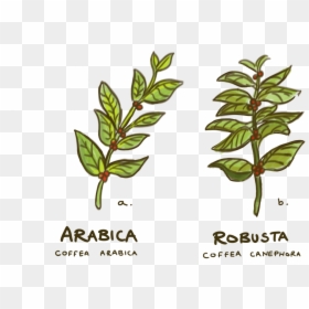 A Botanical Drawing Of Arabica And Robusta Brances - Plants True Arabica Robusta, HD Png Download - coffee plant png