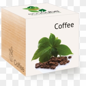 Feel Green Eco Cube Box Coffee, HD Png Download - coffee plant png