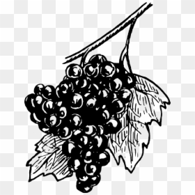 Black, Food, Fruit, Wine, Grapes, Drawing, White, Free - Grapes Sketch Transparent, HD Png Download - grapes clipart png