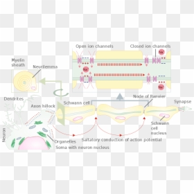 Myelinated And Unmyelinated Nerve Fibre, HD Png Download - fiber png