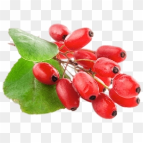 Fresh Goji Berries - Barberry Fruit, HD Png Download - red berry png