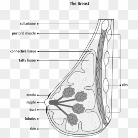 Anatomy Of Breast Simple, HD Png Download - breasts png