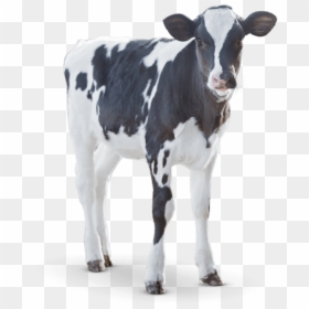 Calf Angus Cattle Milk Dairy Cattle - Dairy Calf, HD Png Download - dairy png