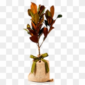 Twig, HD Png Download - burlap bow png