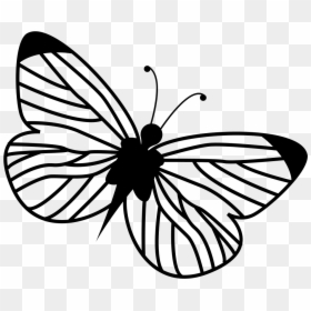 Thin Lines Butterfly Png, Transparent Png - vhv