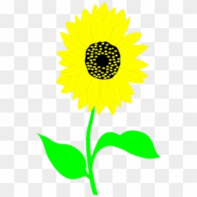 Common Sunflower Drawing Clip Art - Sunflower Drawing, HD Png Download - sunflower frame png