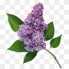 Lilac Png - Lilacs Png, Transparent Png - lilac flower png