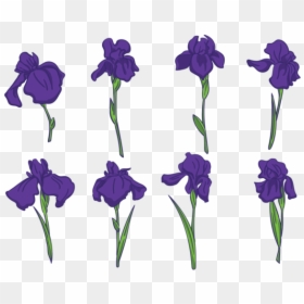 Iris Flower Vectors - Iris Flower Vector, HD Png Download - lilac flower png