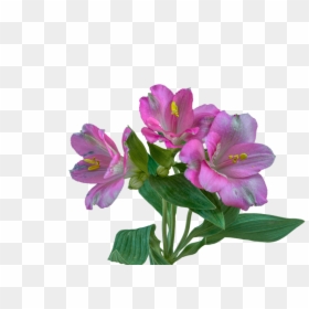 Alstroemeria Flower Meaning, HD Png Download - lilac flower png