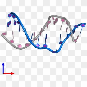 Pdb Entry 2n4m Contains 1 Copy Of Dna 3") In Assembly, HD Png Download - dna clipart png