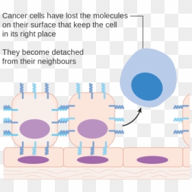 Do We All Have Cancer Cell, HD Png Download - cancer cell png