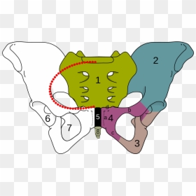 Transparent Cartoon Bone Png - Obturator Foramen, Png Download - cartoon dog bone png