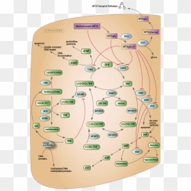 Antimetabolites Pathway, HD Png Download - cancer cell png