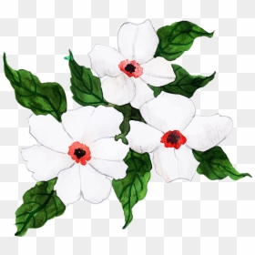 Periwinkle, HD Png Download - chinese flower png