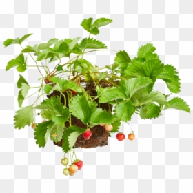 Strawberry Plant - Currant, HD Png Download - strawberry plant png