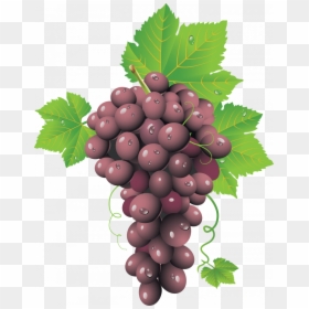 Now You Can Download Grape Png Icon - Grape Seed .png, Transparent Png - grape leaves png