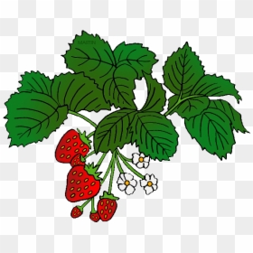 Bushes Clipart Strawberry - Food Chains Year 2, HD Png Download - strawberry plant png