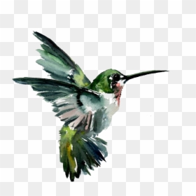 Hummingbird Watercolor Painting Drawing - Flying Bird Watercolour Painting, HD Png Download - watercolor bird png