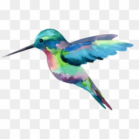 The “long Hawaiian Shirt Journey” Mind Modeling Dementia - Hummingbird With Clear Background, HD Png Download - watercolor bird png