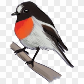 Scarlet-robin - European Robin, HD Png Download - watercolor bird png